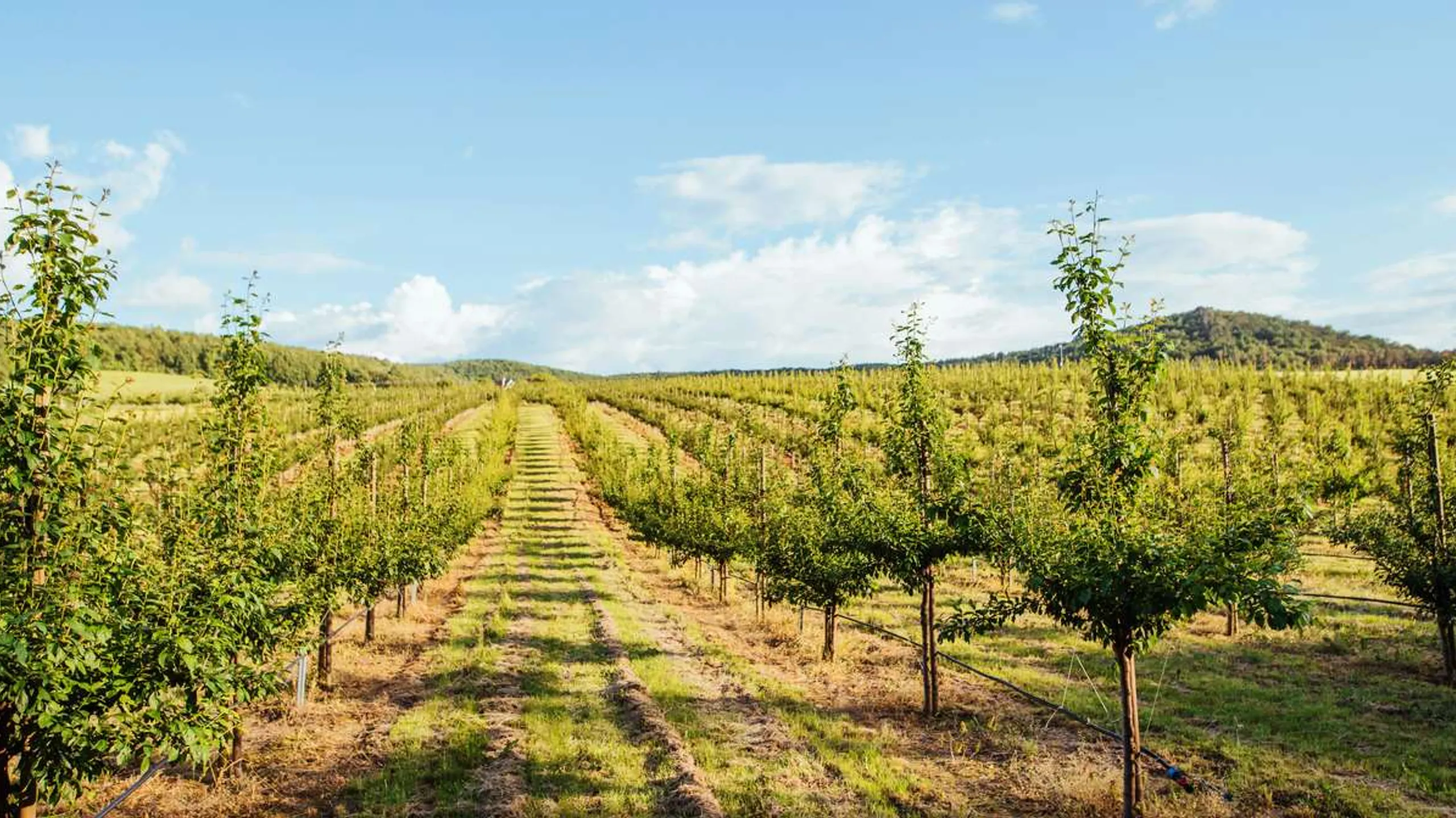Vineyard Half