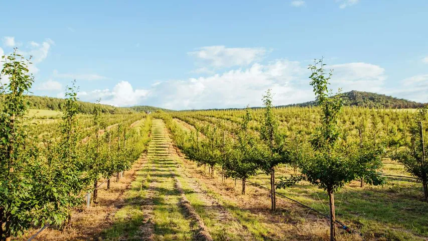 Vineyard Half