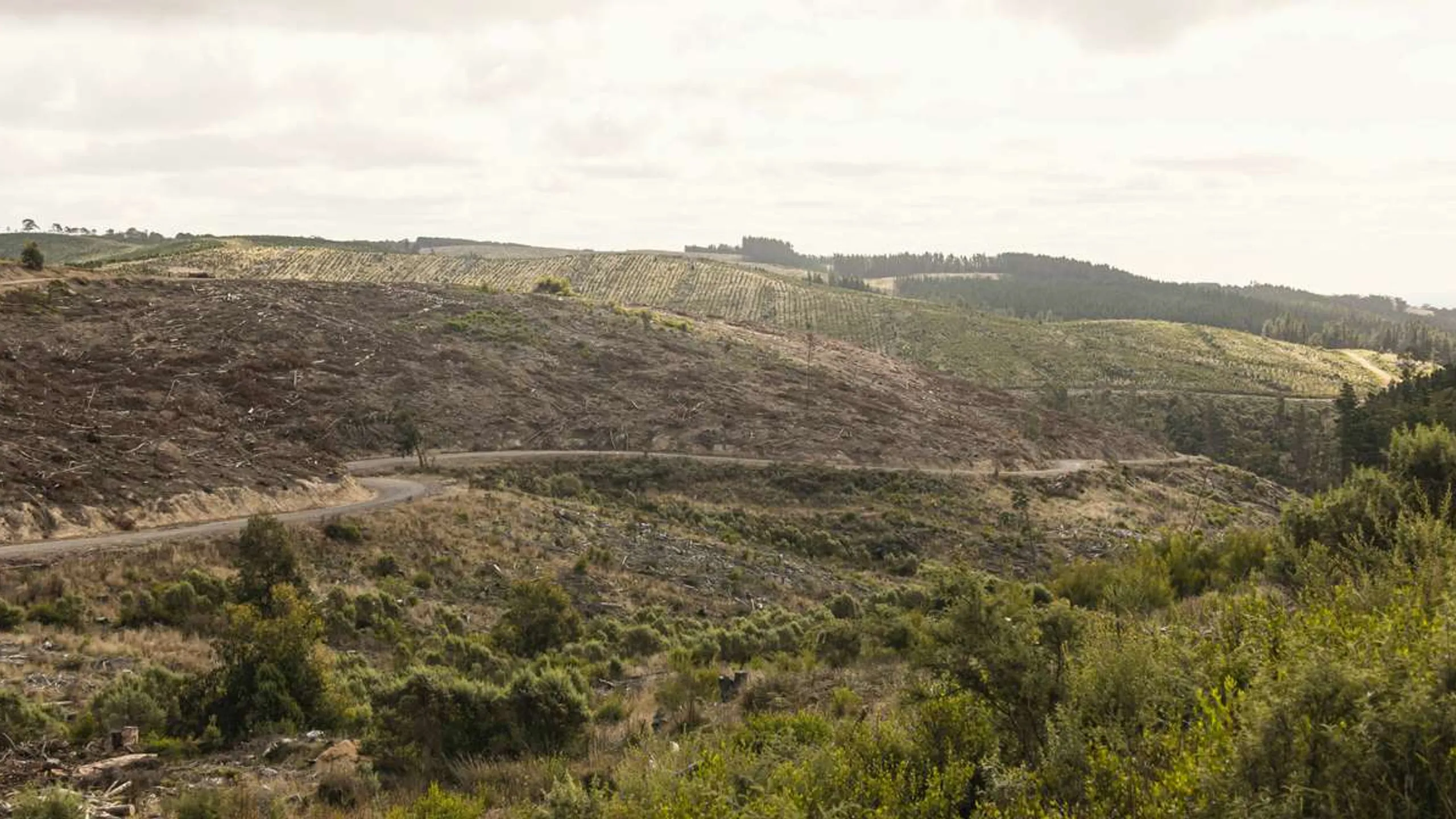 Maroondah Dam Trail Run