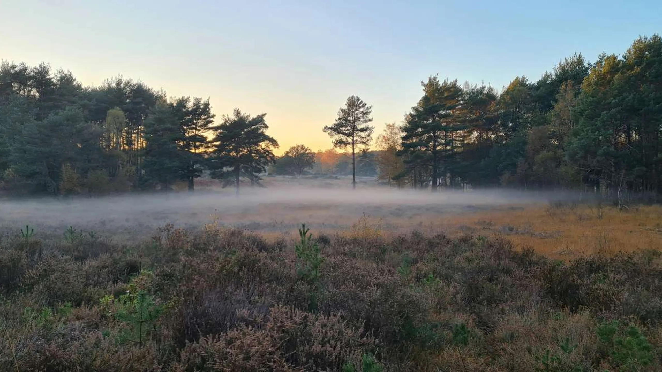 Surrey Half Marathon, 5k & Junior Races March 2025
