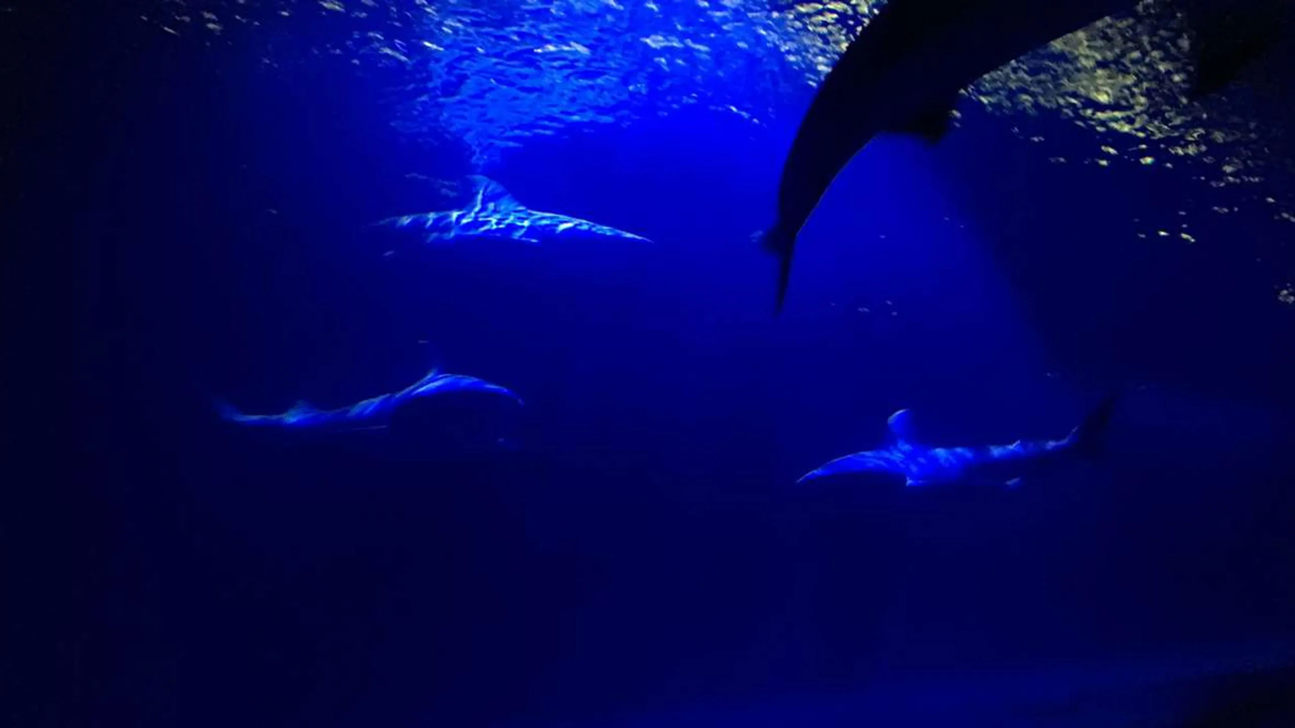Oklahoma Aquarium Run
