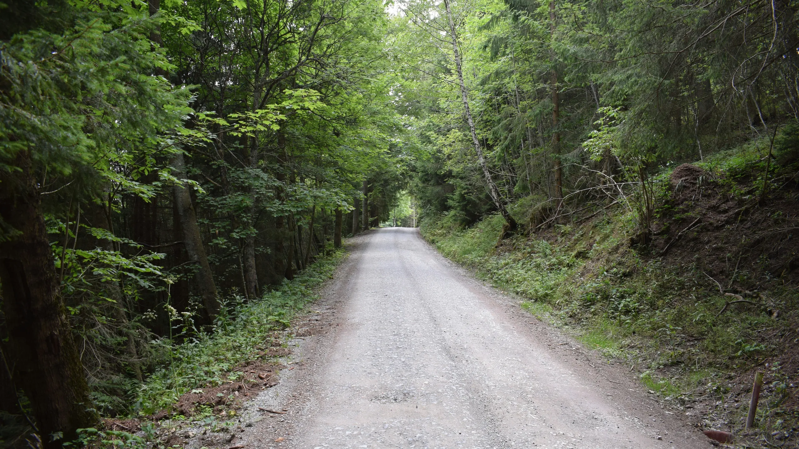 Great Guernsey Trail 12Ks of Christmas