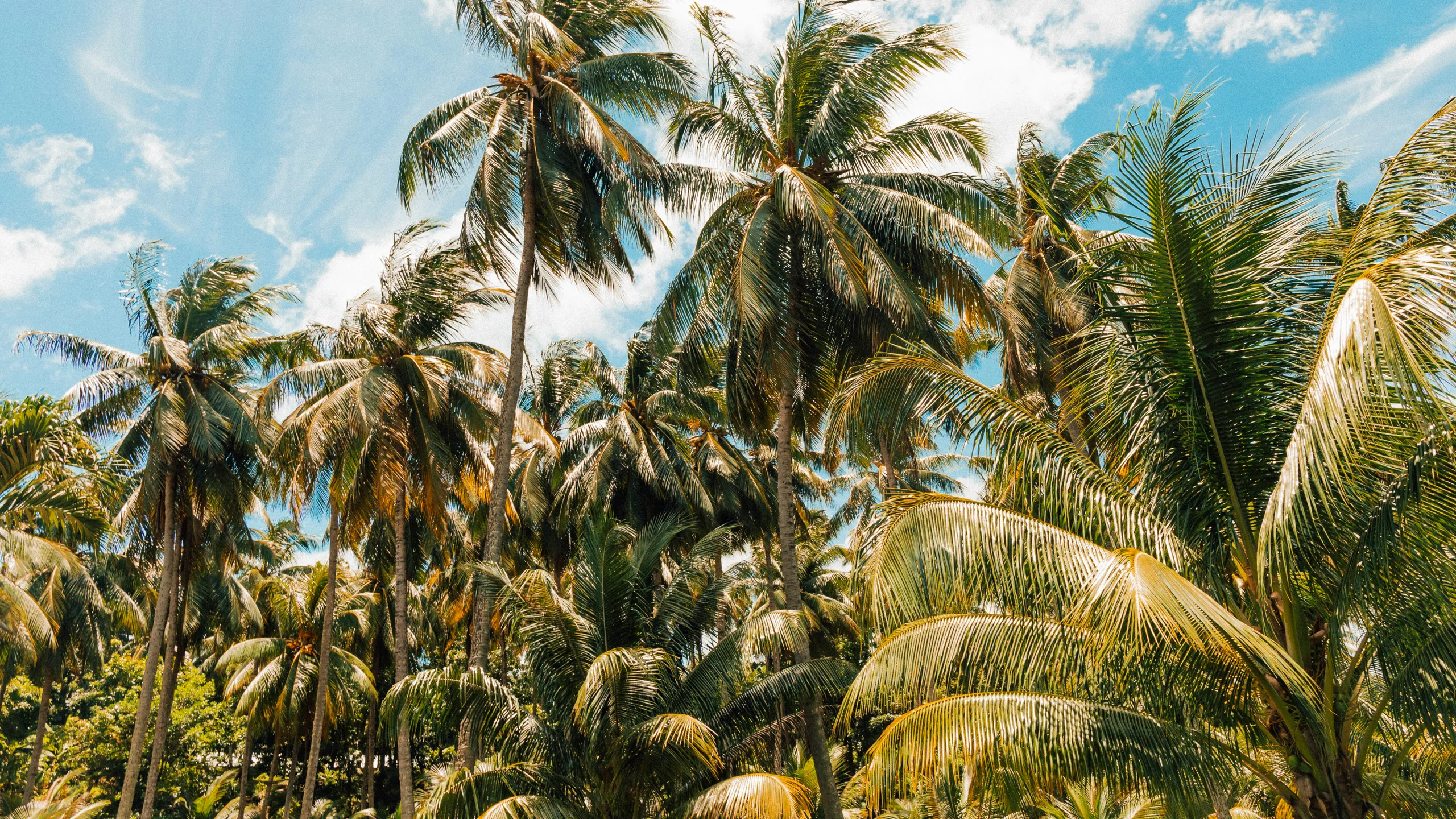 National MILO Marathon - Tagum 2025