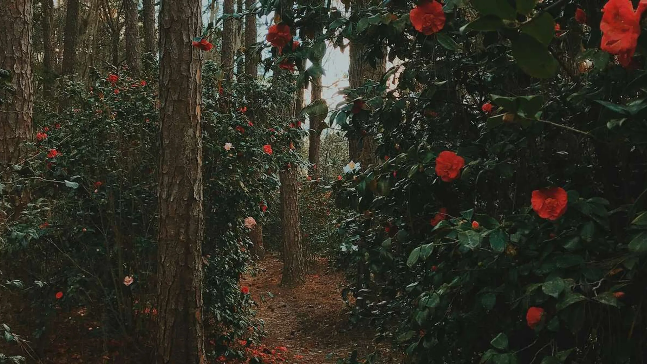 Okefenokee Swamp Run