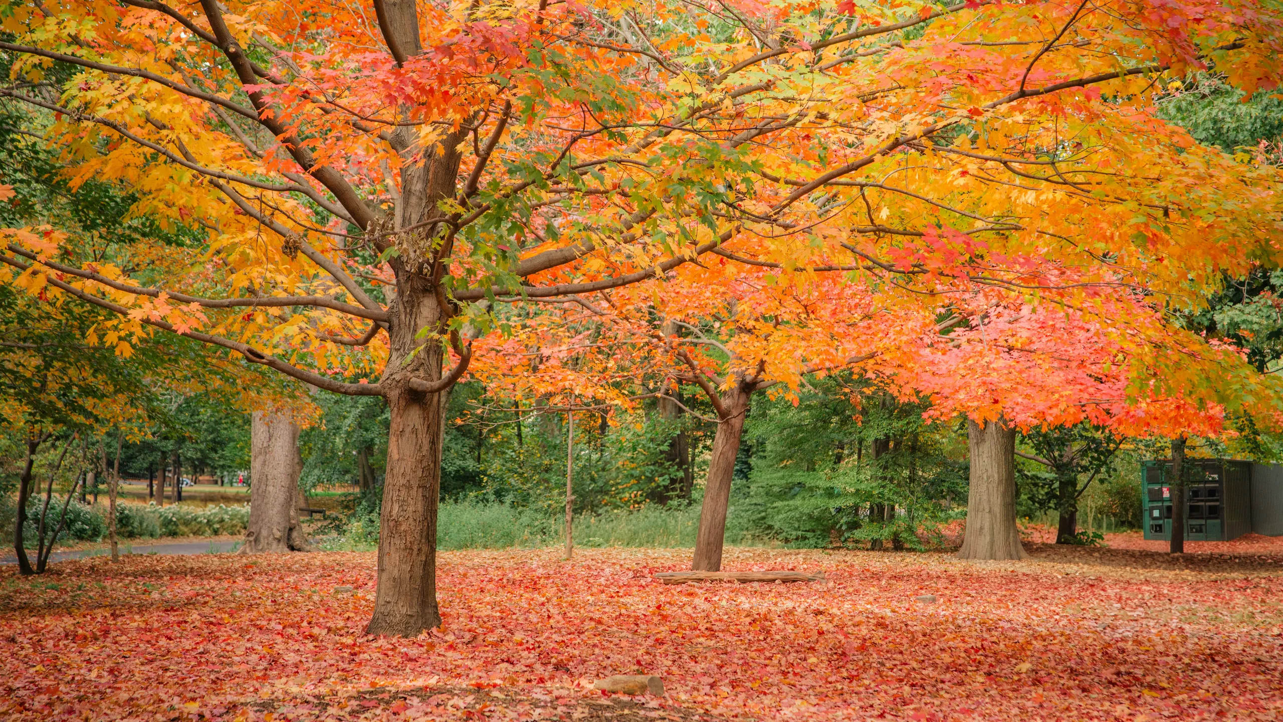 Brooklyn Fall Half Marathon, 10K & 5K