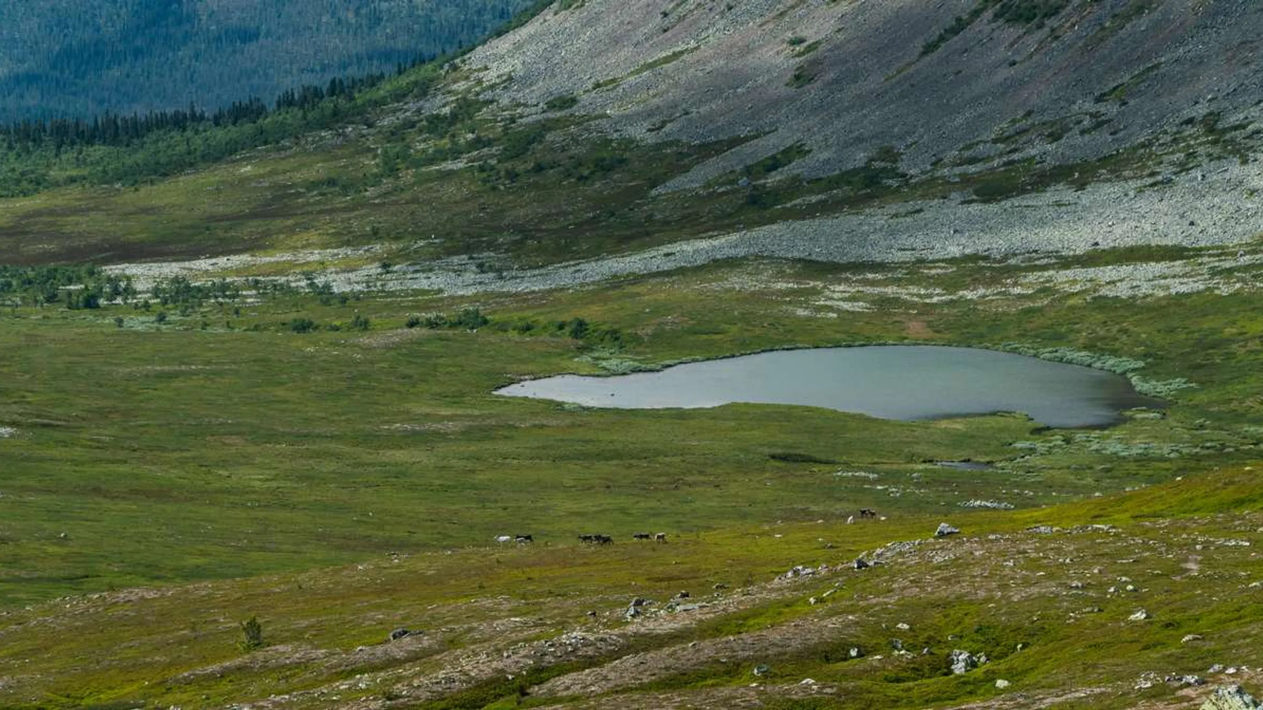 Craft Idre Fjällmaraton