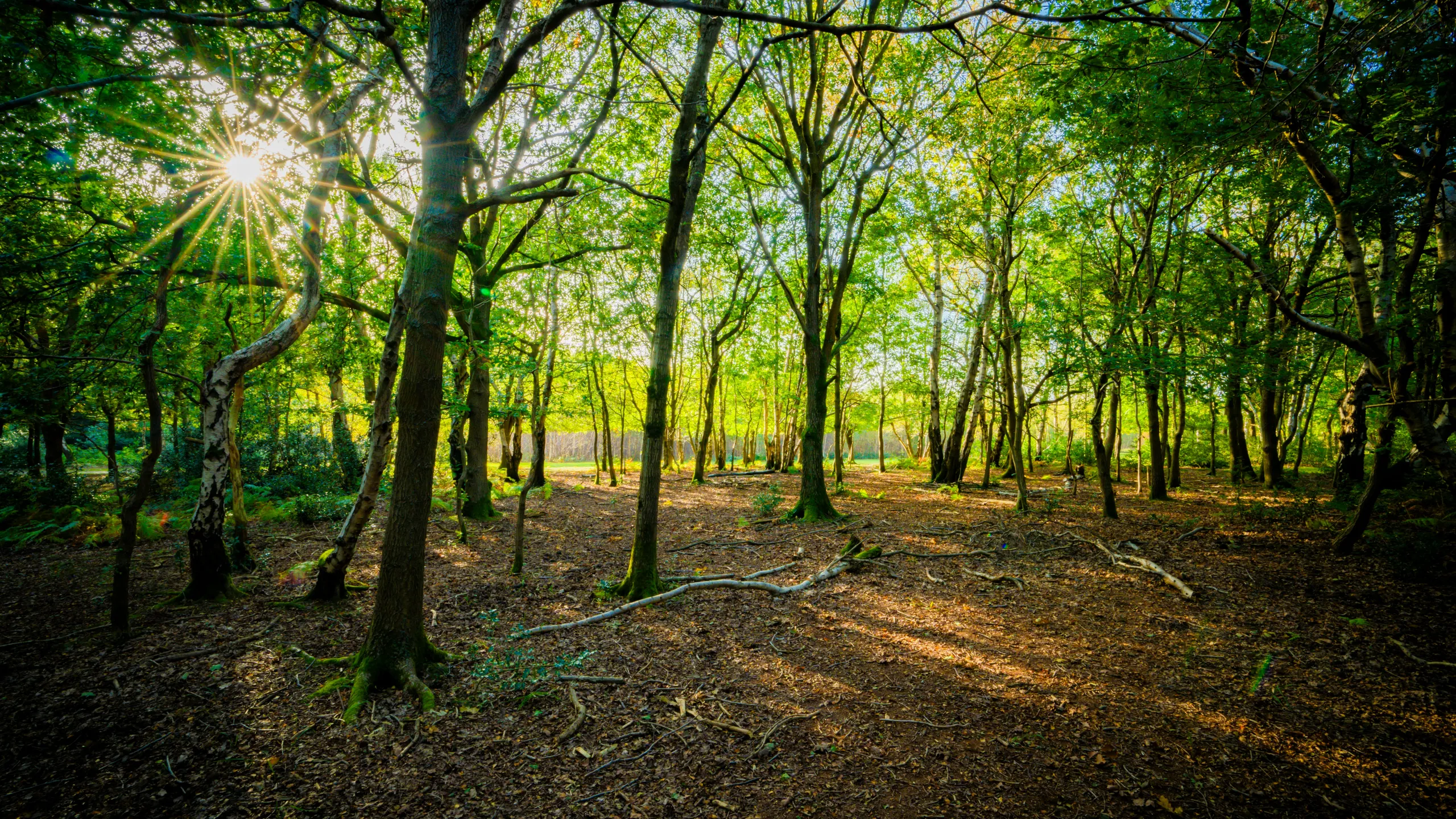 Aldridge 10k and Children's Run