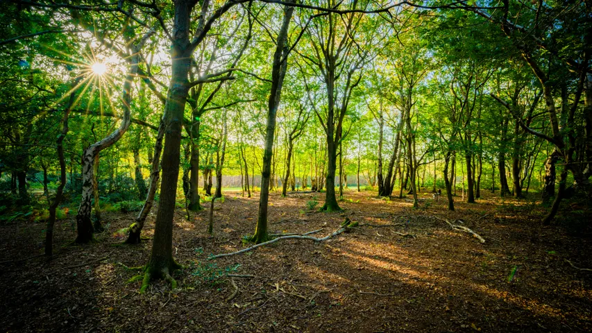 Aldridge 10k and Children's Run