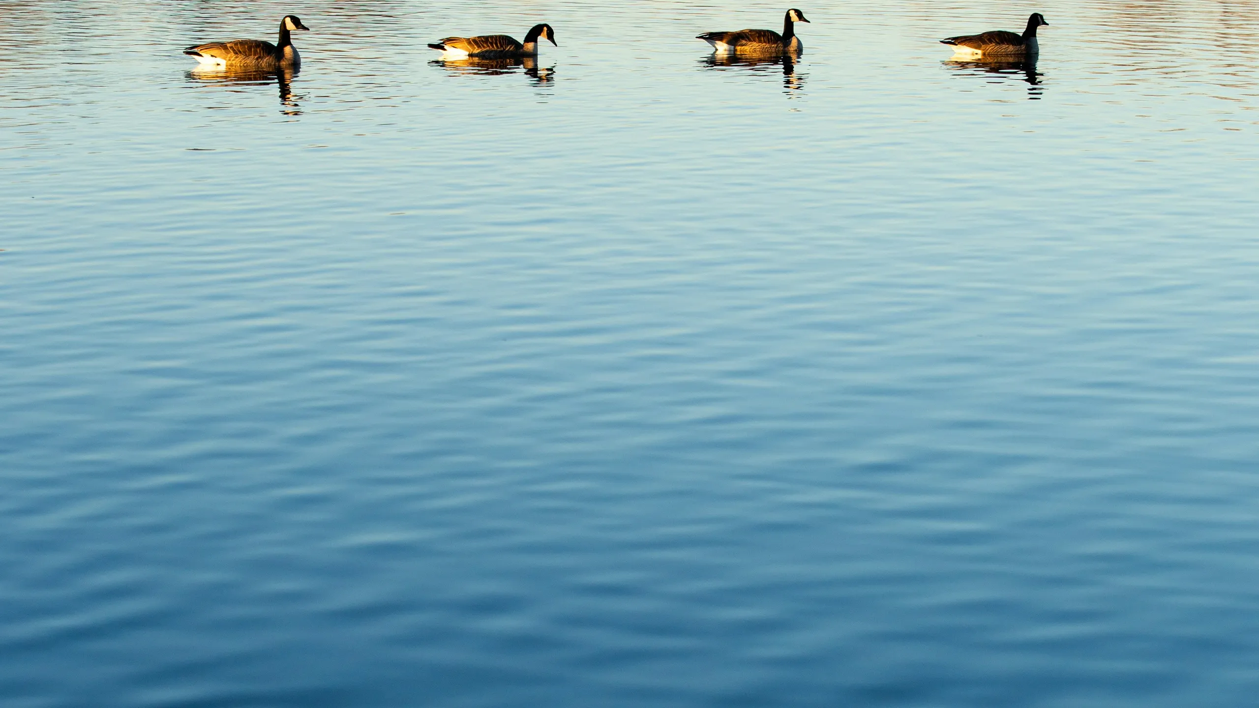 Stem Ciders at Acreage 5k