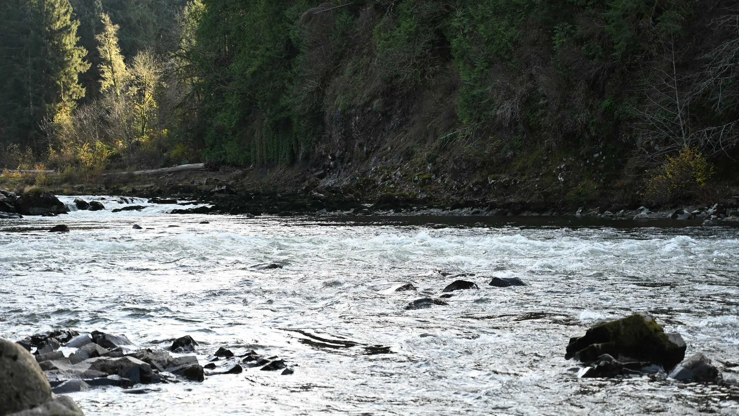 Pigtails Run - The Flat Fat Ass