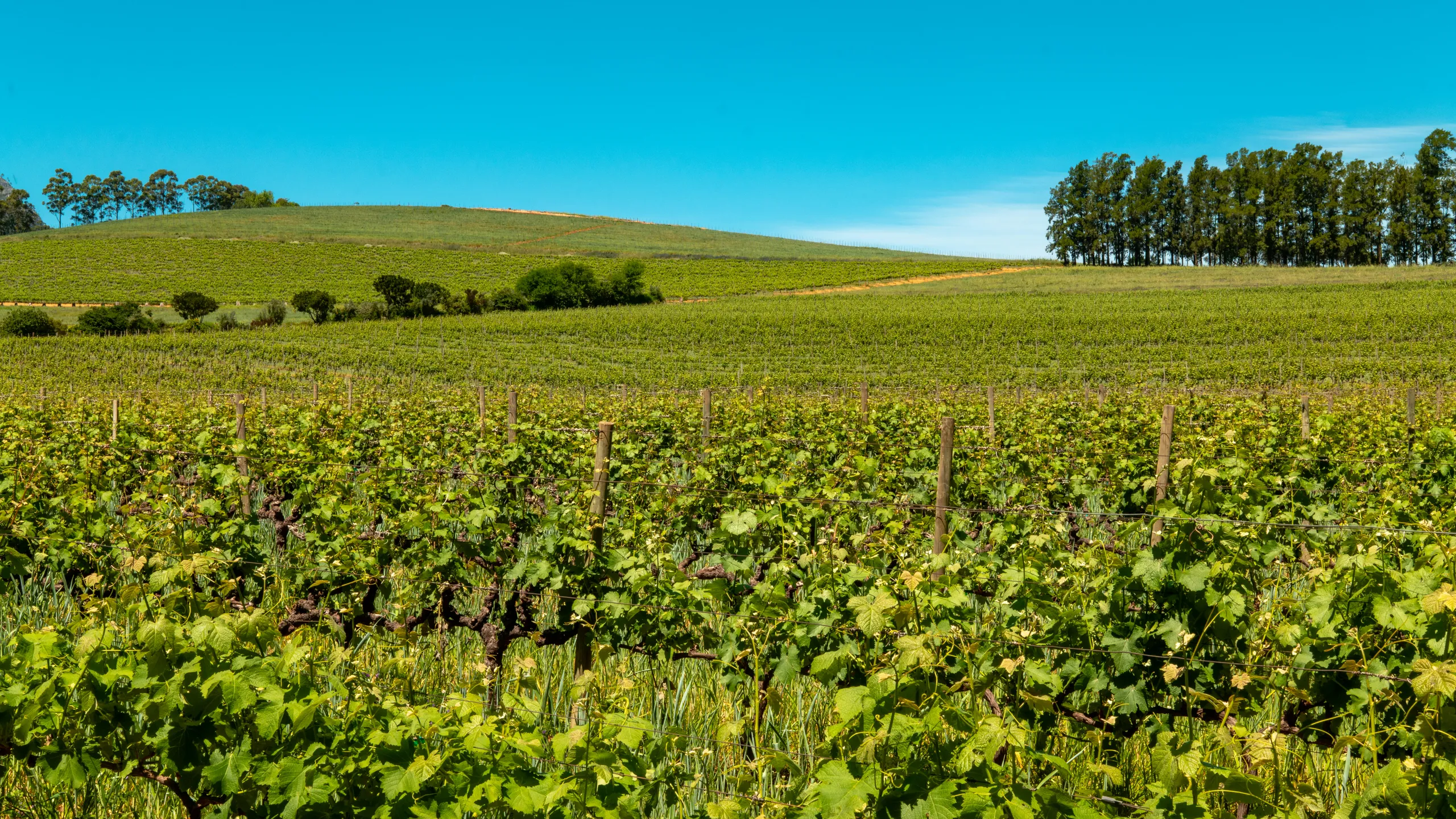 Sportsmans Warehouse Winelands Marathon 2025