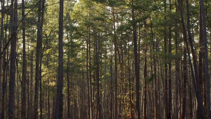 Aiken Trailblazer Halloween Half Marathon, 10K, 5K, Kids Fun Run
