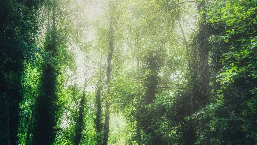 Lisburn Half Marathon, 10K & Fun Run