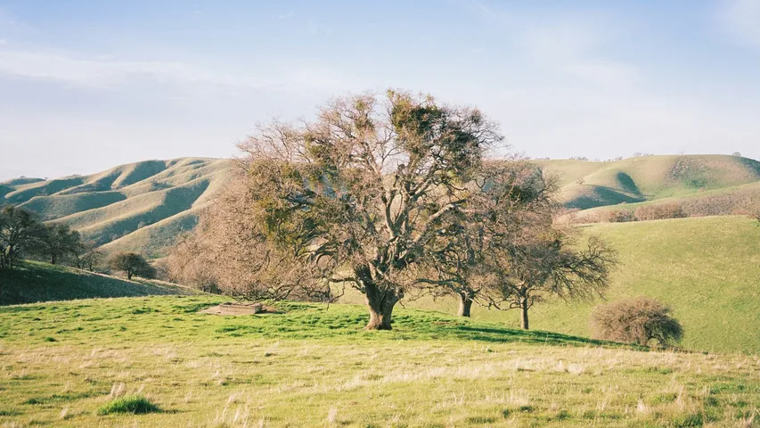 The Livermore Valley Half & 5K