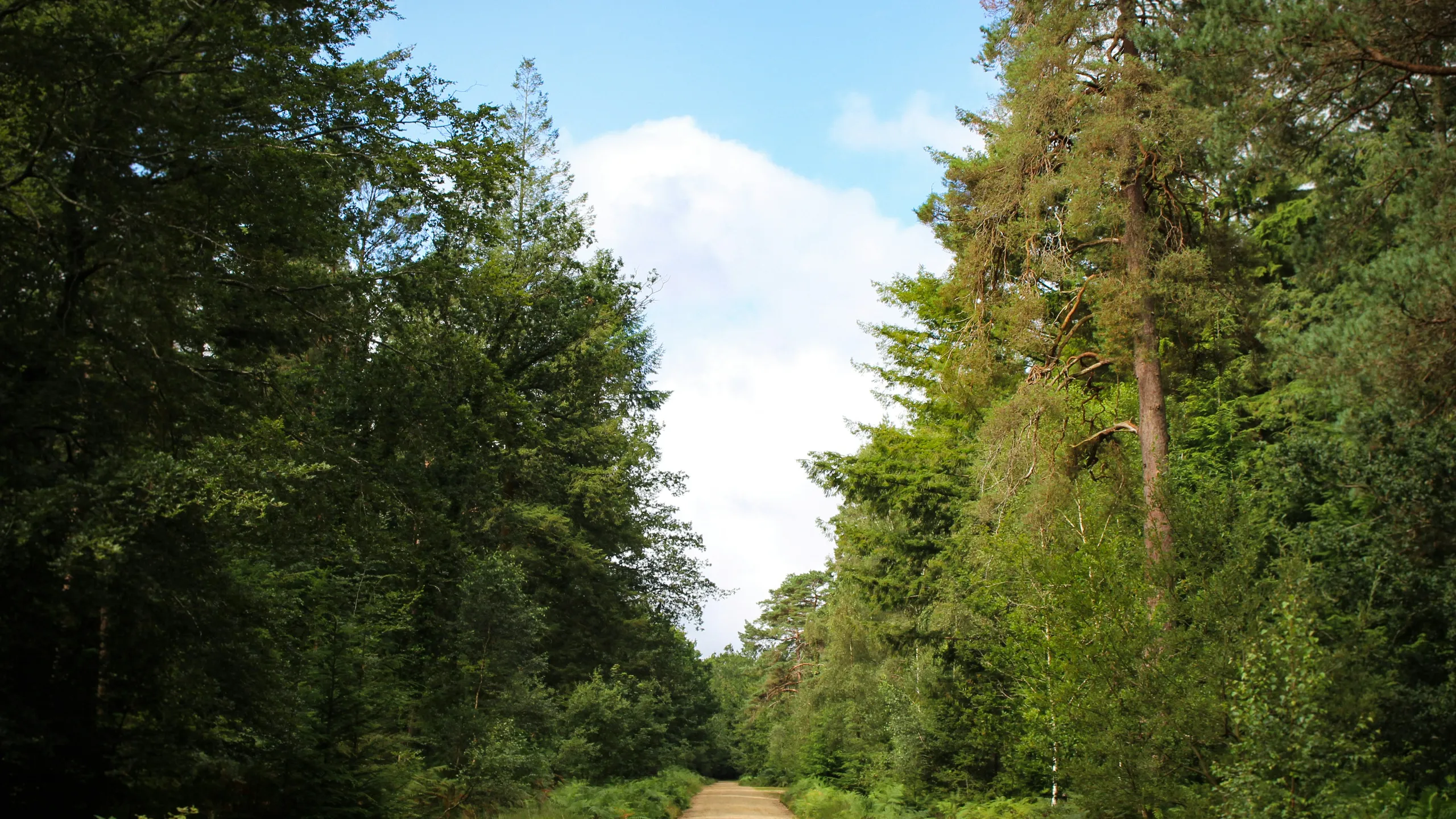 New Forest 10 Mile Race
