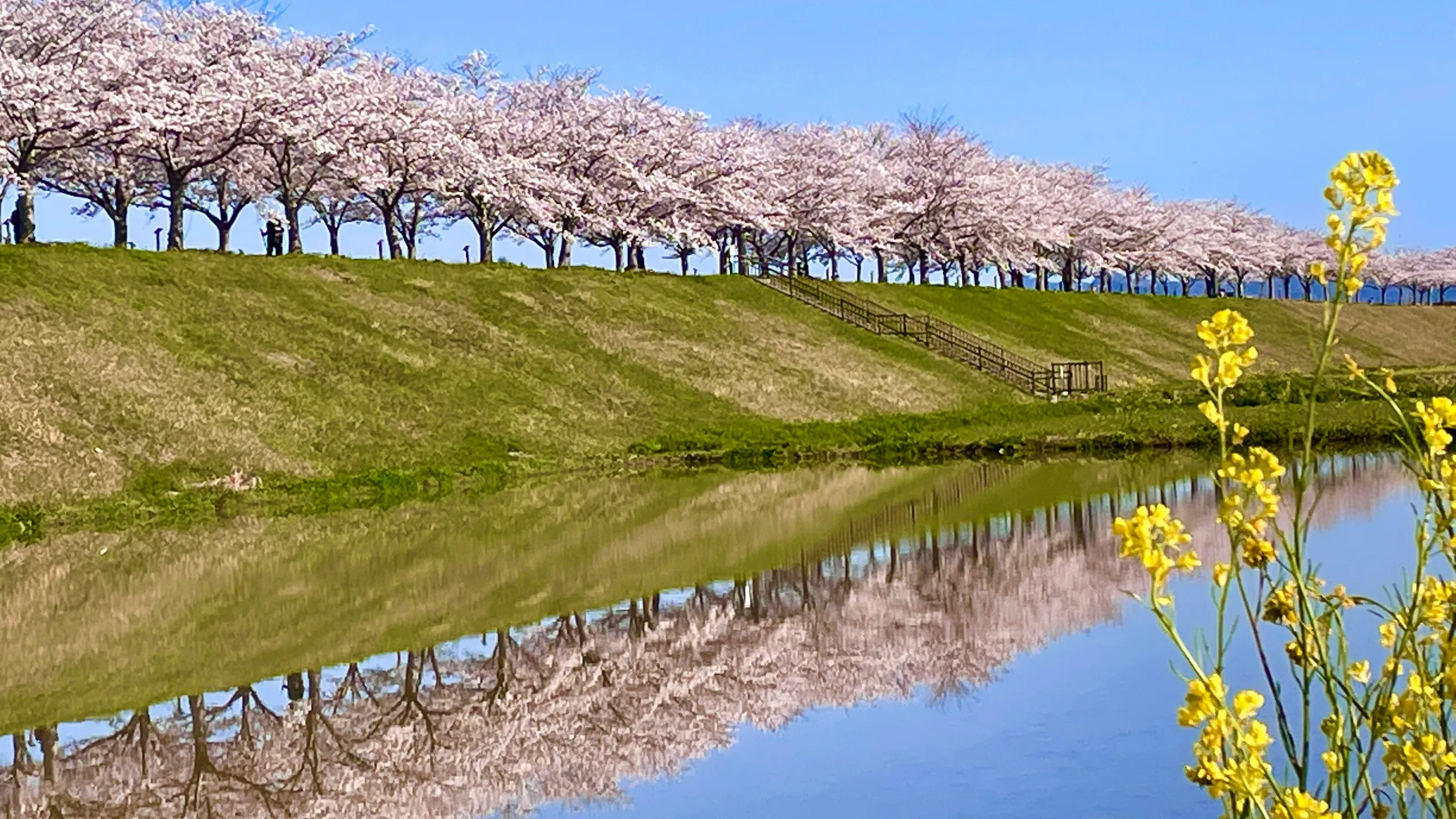 Ring of Red Ono Half Marathon