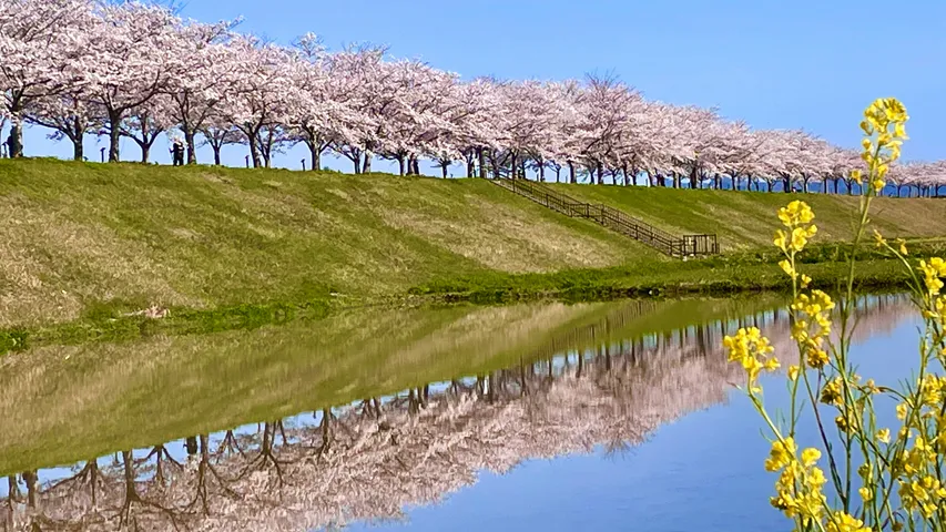 Ring of Red Ono Half Marathon