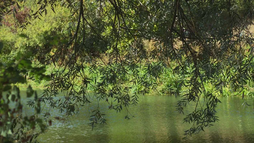 Show Me The Monet