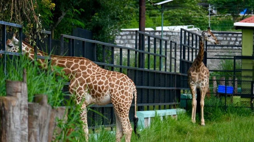 Run Wild 5k/10k for Animal Conservation