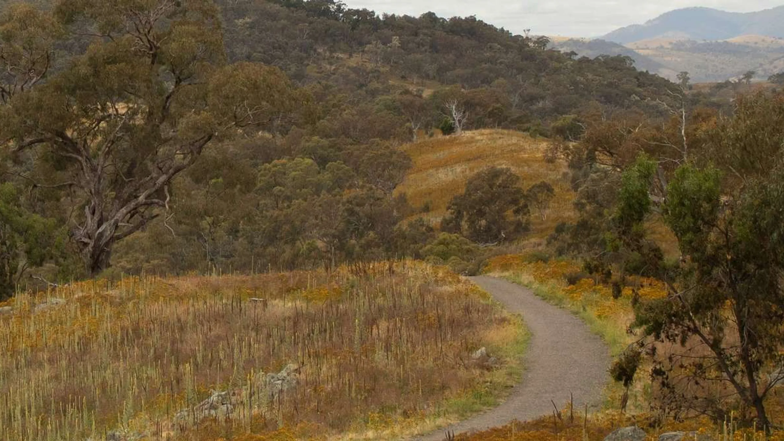 Ramsay Health Care Triathlon Pink
