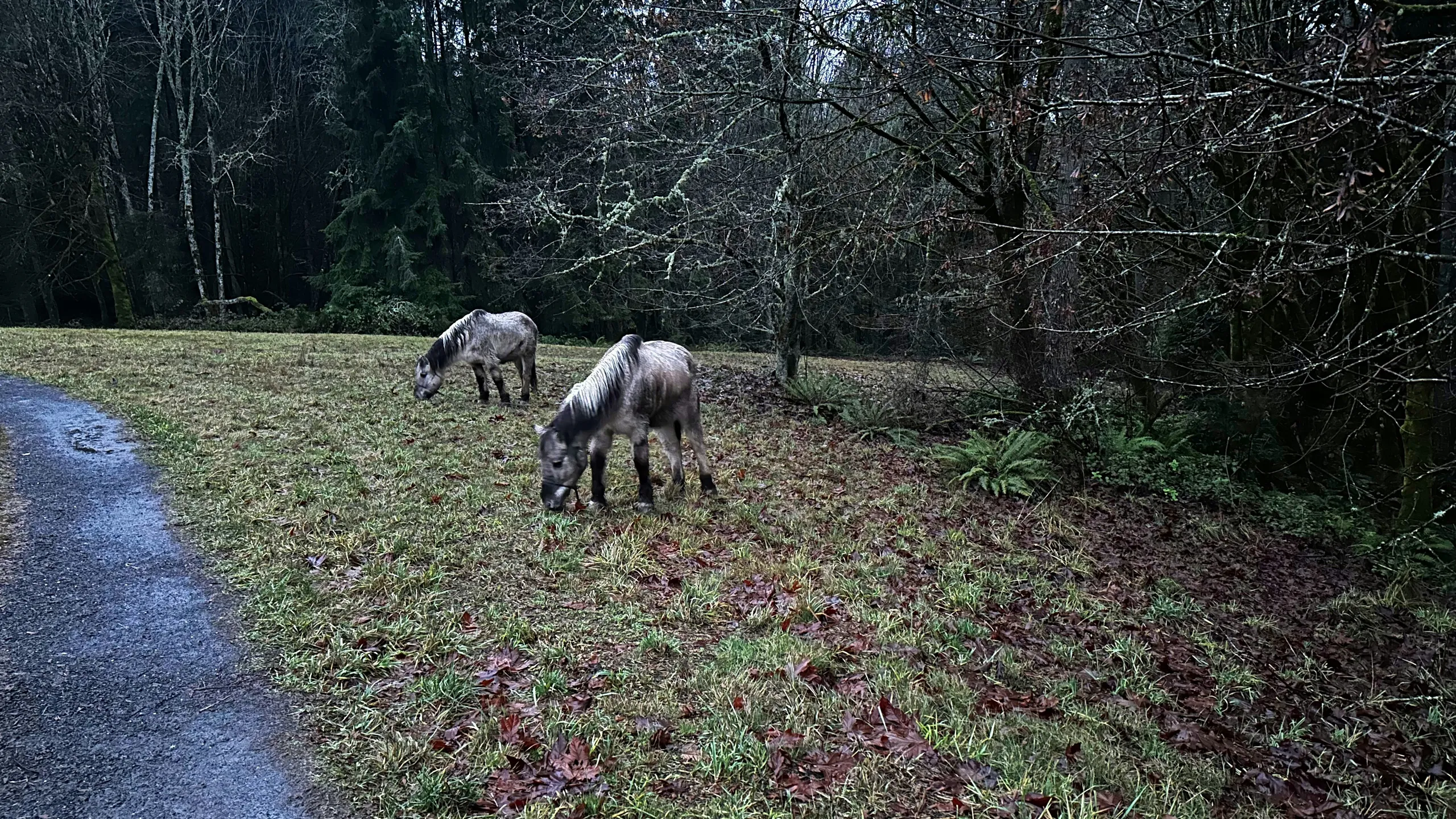 Run the Vineyards - Nissley Vineyards 5K 2025