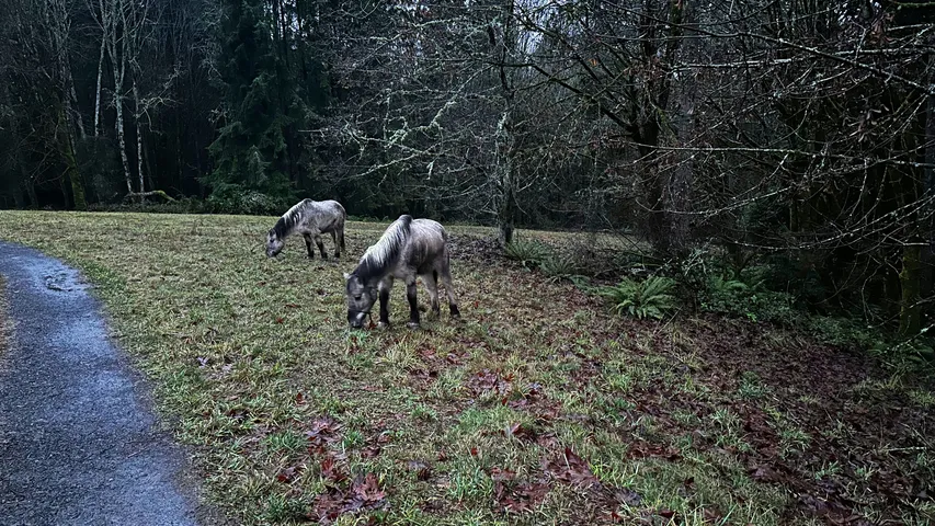 Run the Vineyards - Nissley Vineyards 5K 2025