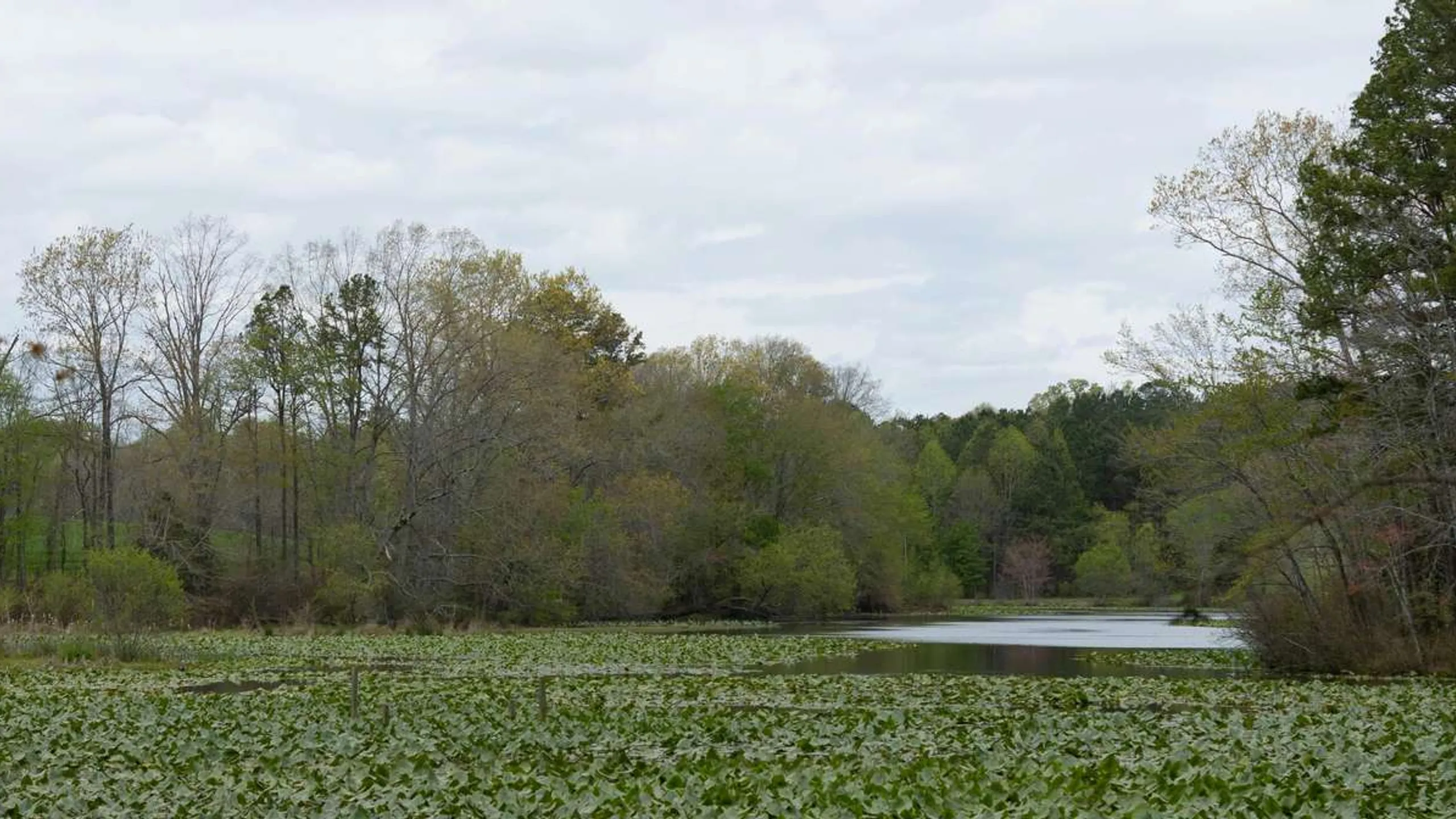 New River Marathon, Half Marathon & 5K