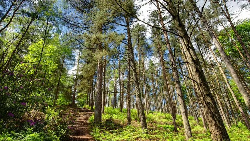 Y2Y North Downs Trek/Run