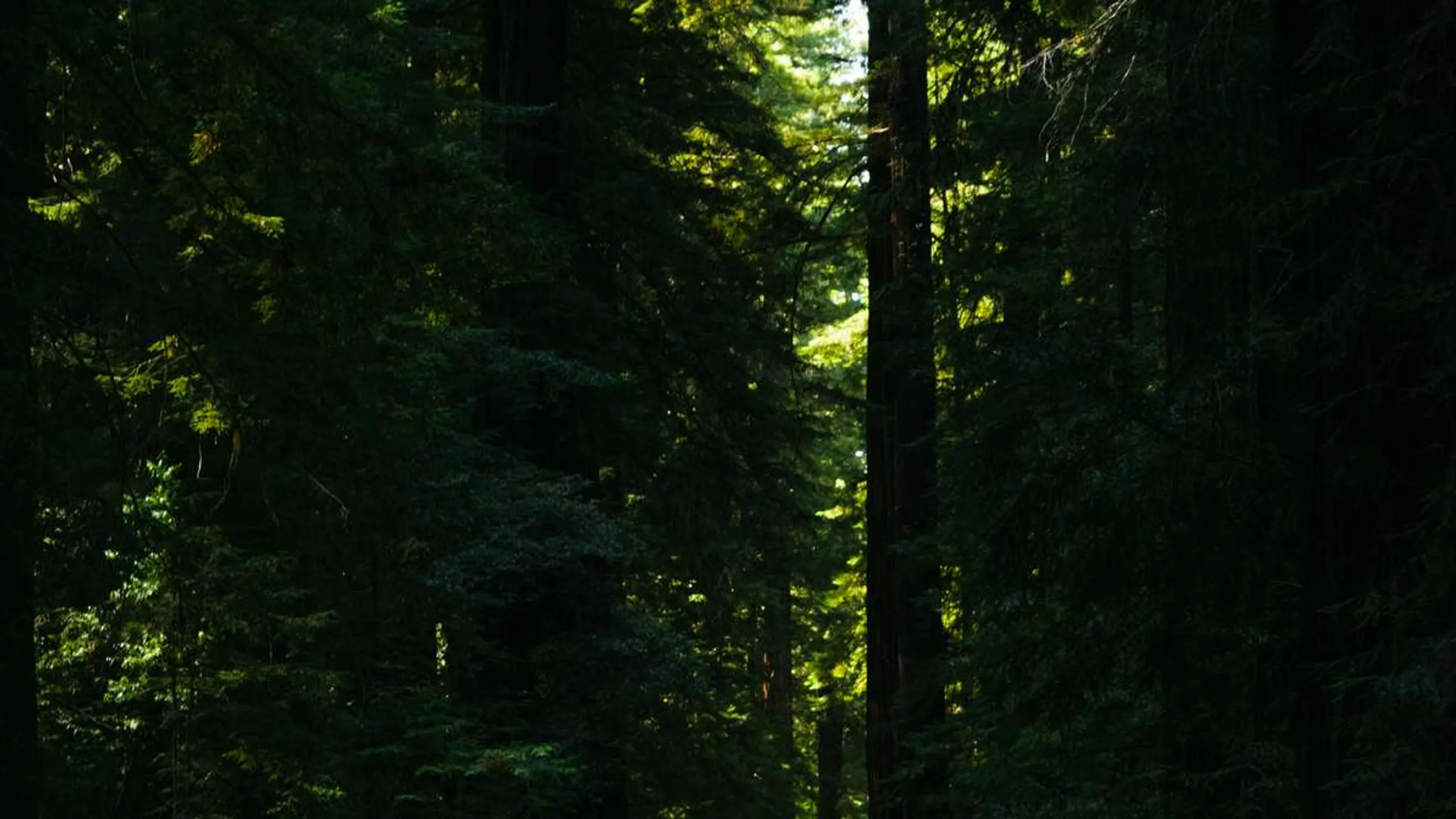 Humboldt Redwoods Marathon