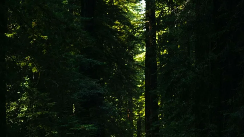 Humboldt Redwoods Marathon