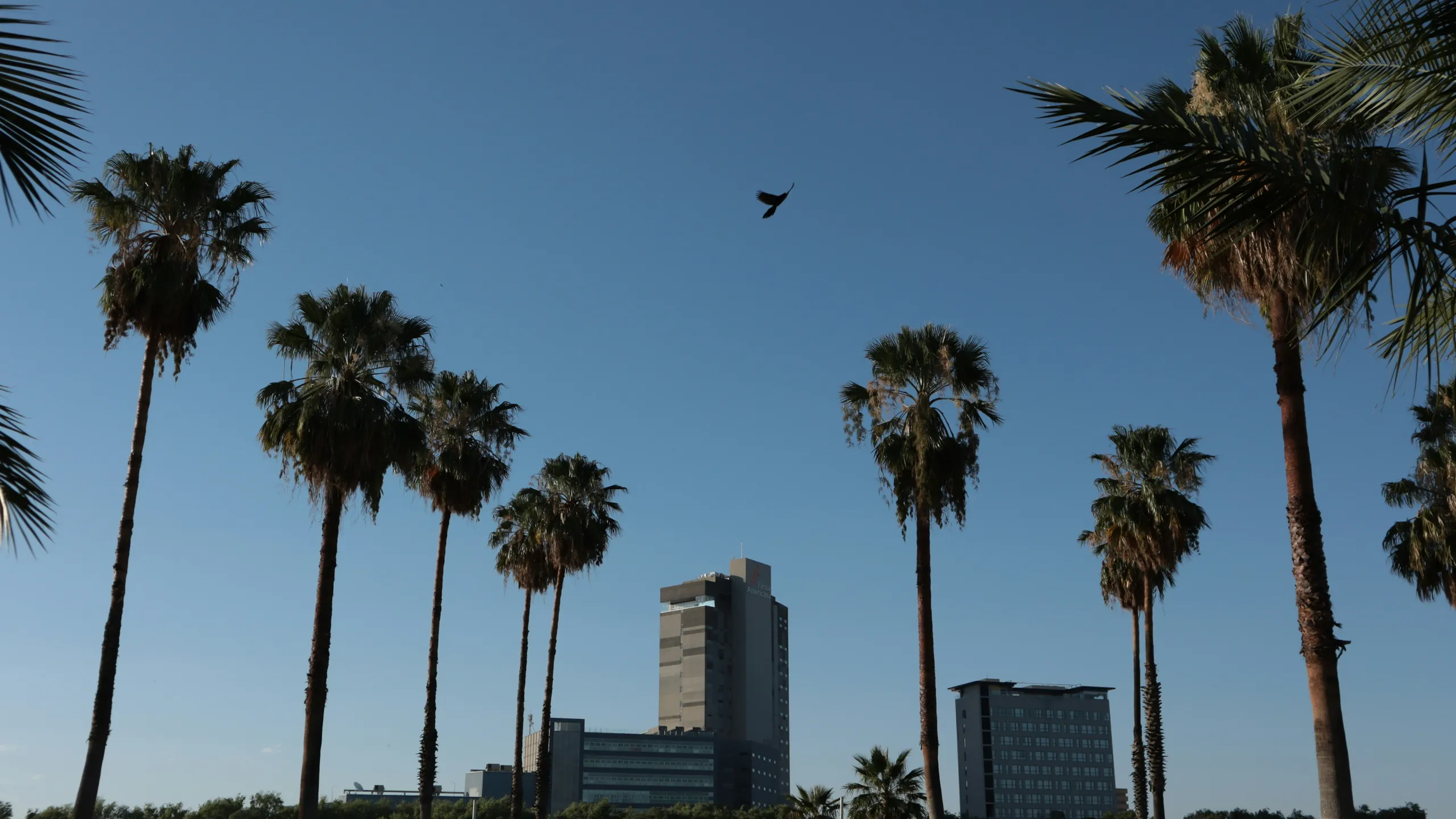 Medio Maratón UASLP