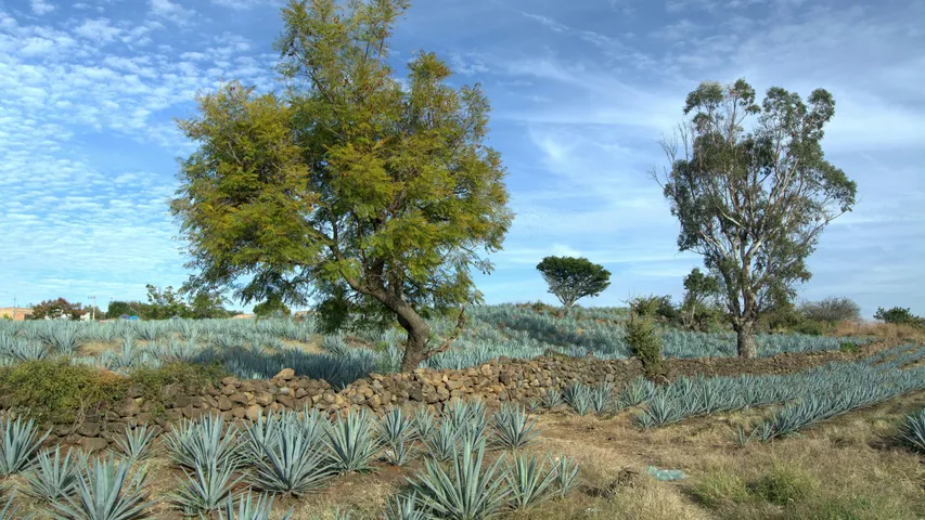 Ultra Tequila