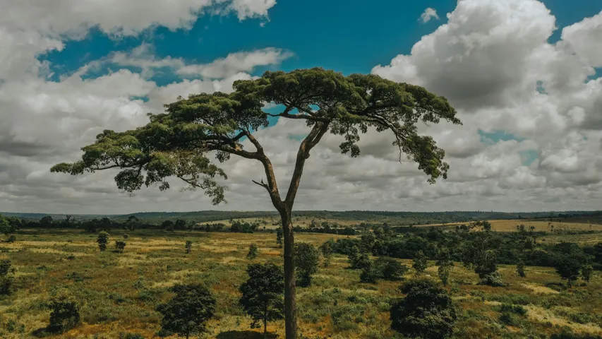 Meia Maratona da Amazônia 2025