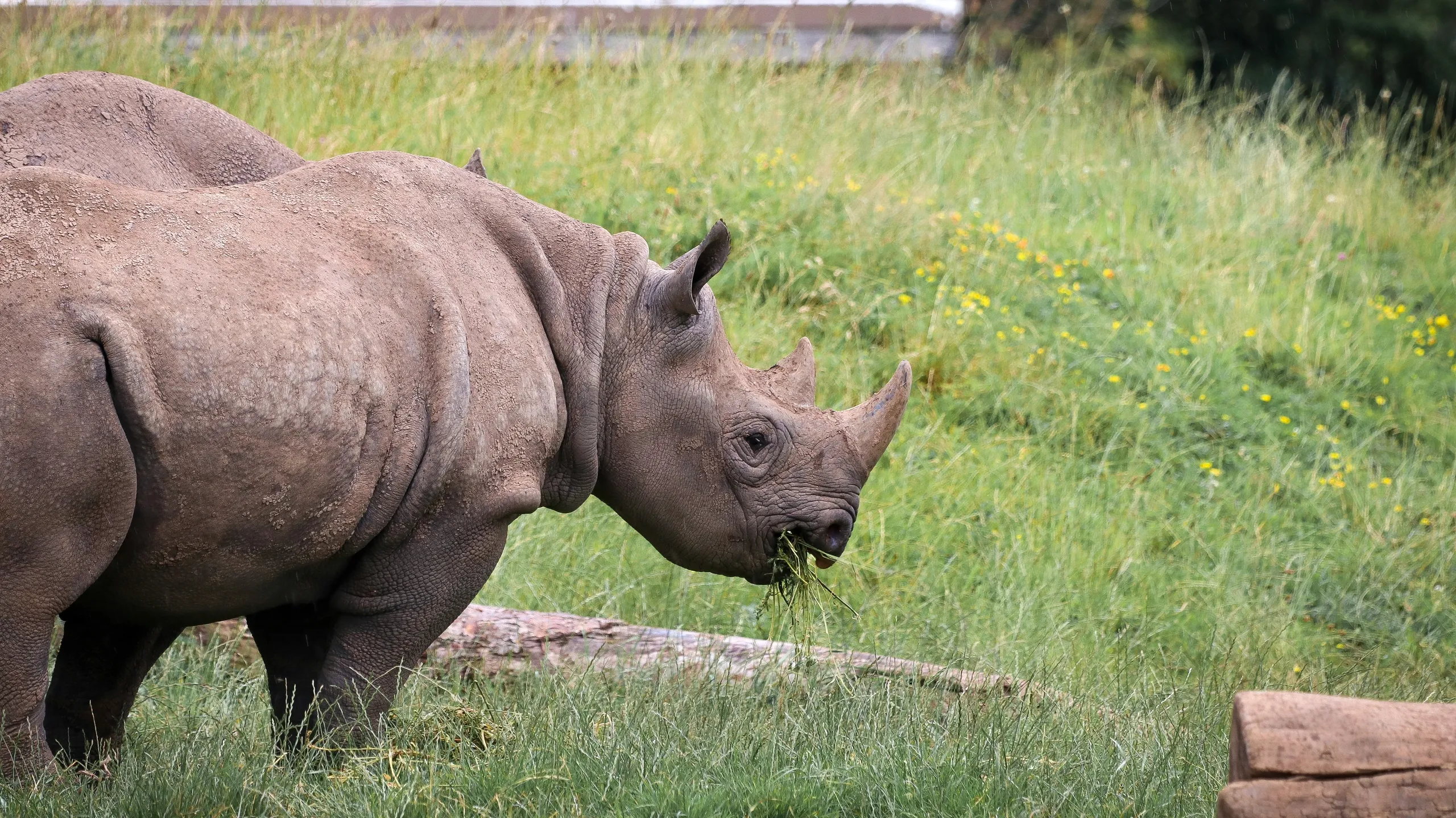 Run for Nature at Chester Zoo