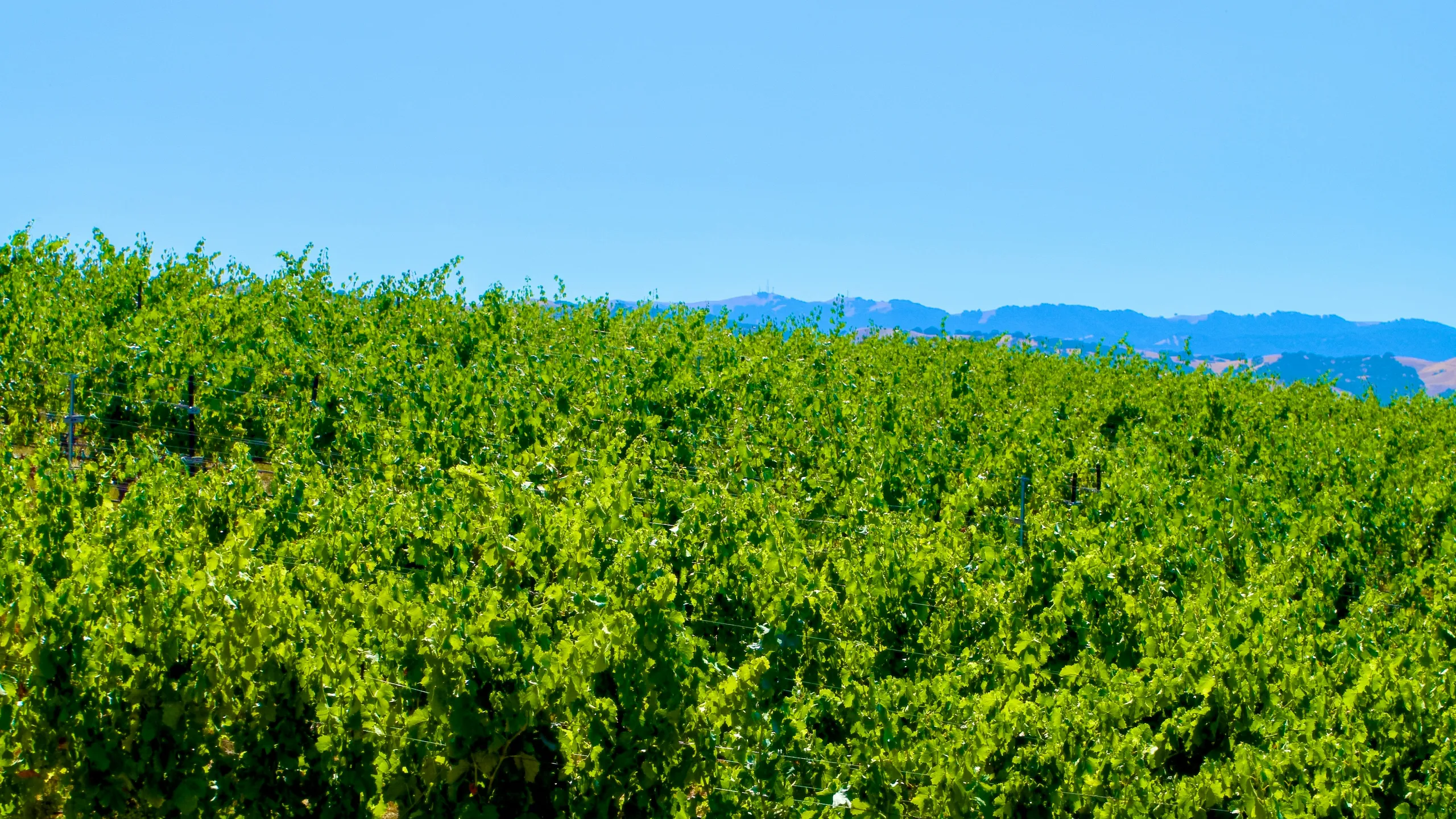 Cloverdale Vineyard Races