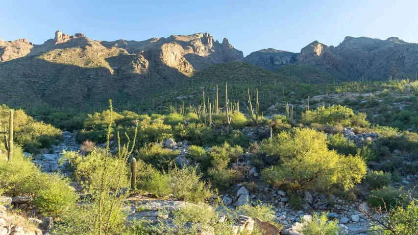 Tucson Shamrock Half Marathon / 10K / 5K