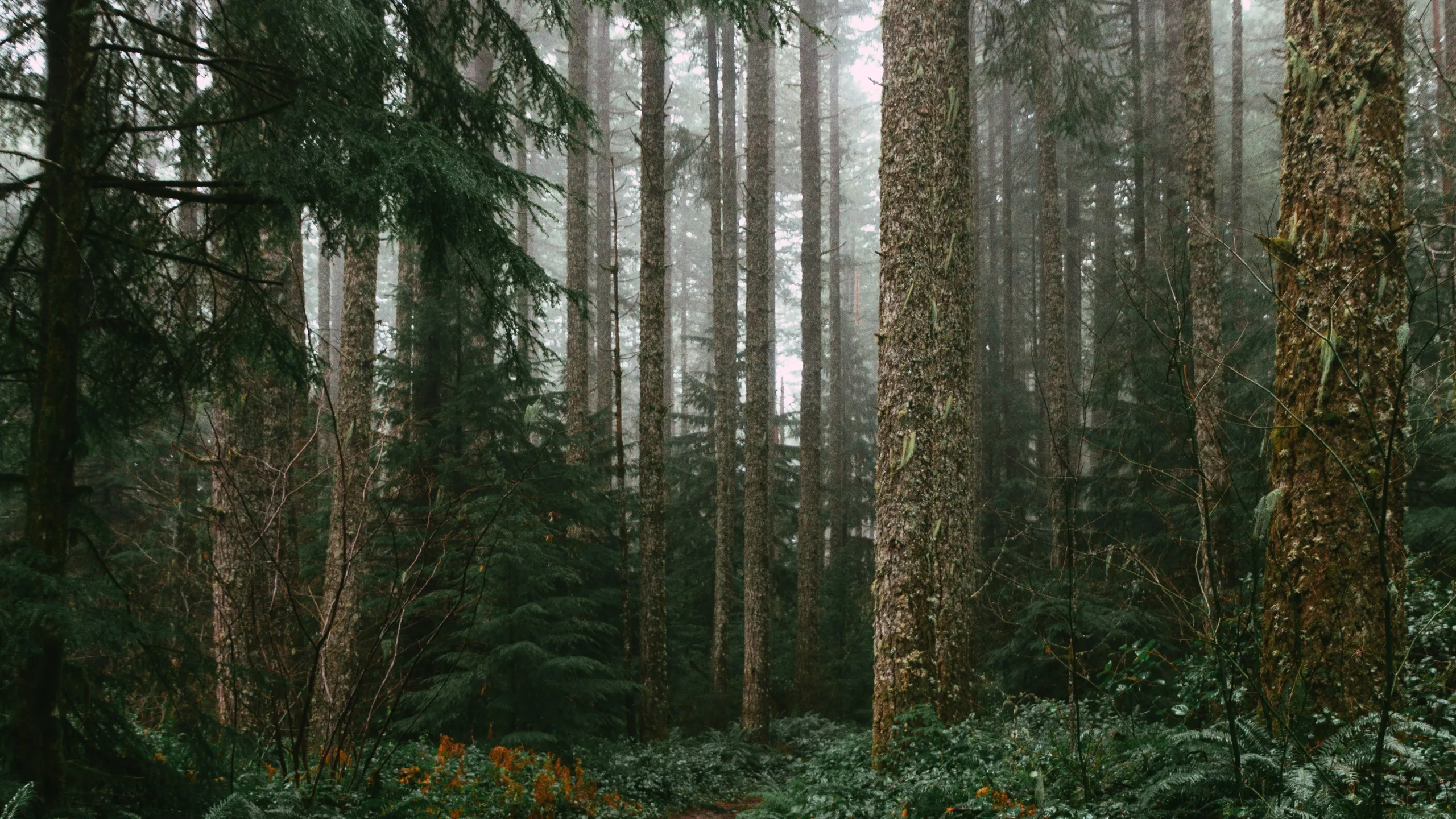 Silver Falls Trail Challenge