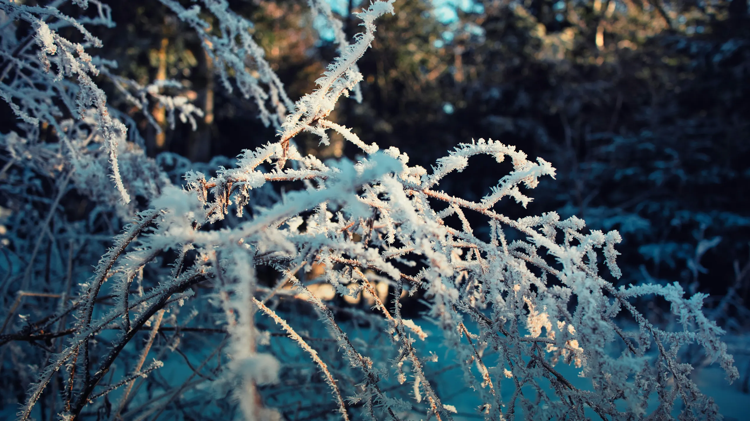 AdventHealth Orange Blossom Half Marathon-10K-5K