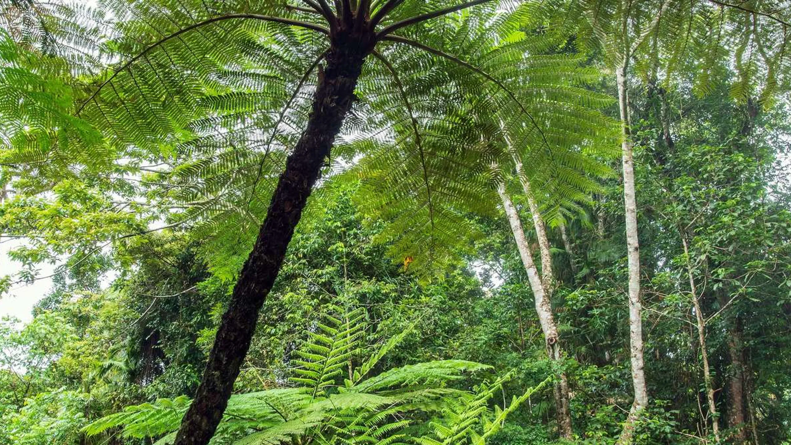 Run Tarra Bulga Trail