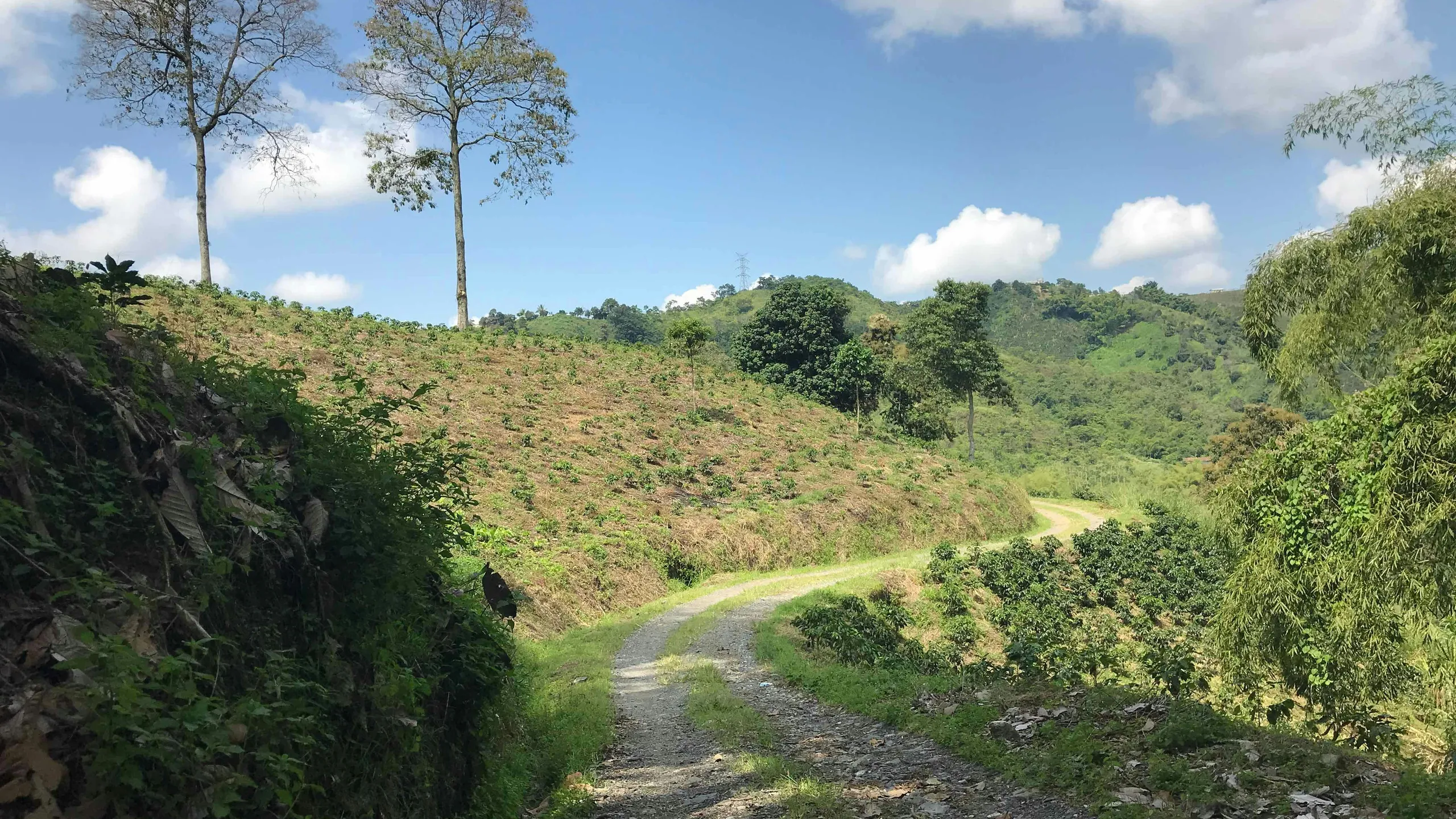 Media Maratón Manizales
