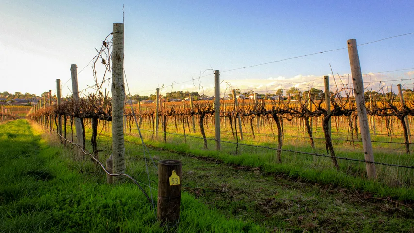 McLaren Vale Running Festival