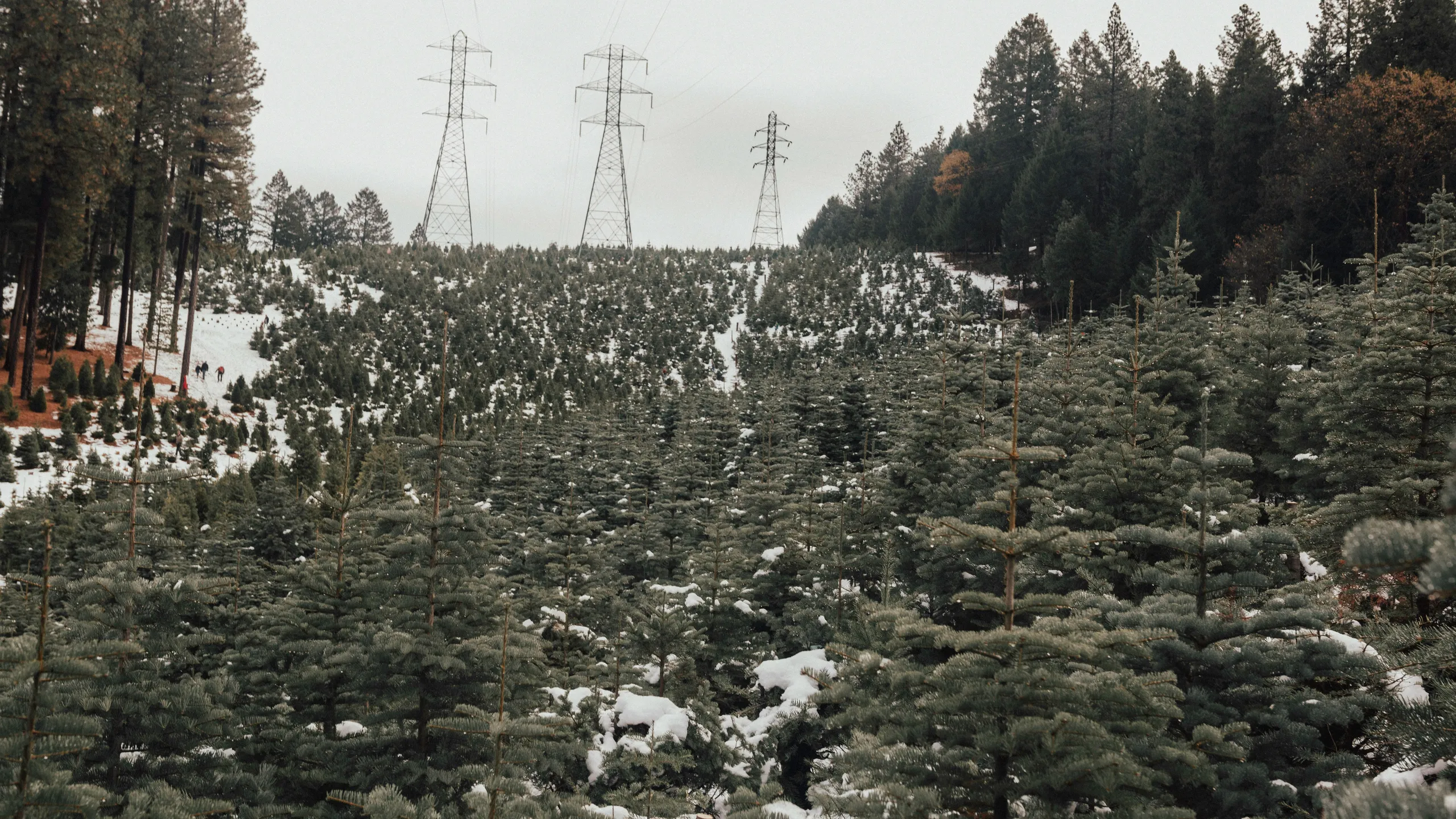 Placerville’s Holiday Jingle & Mingle Run