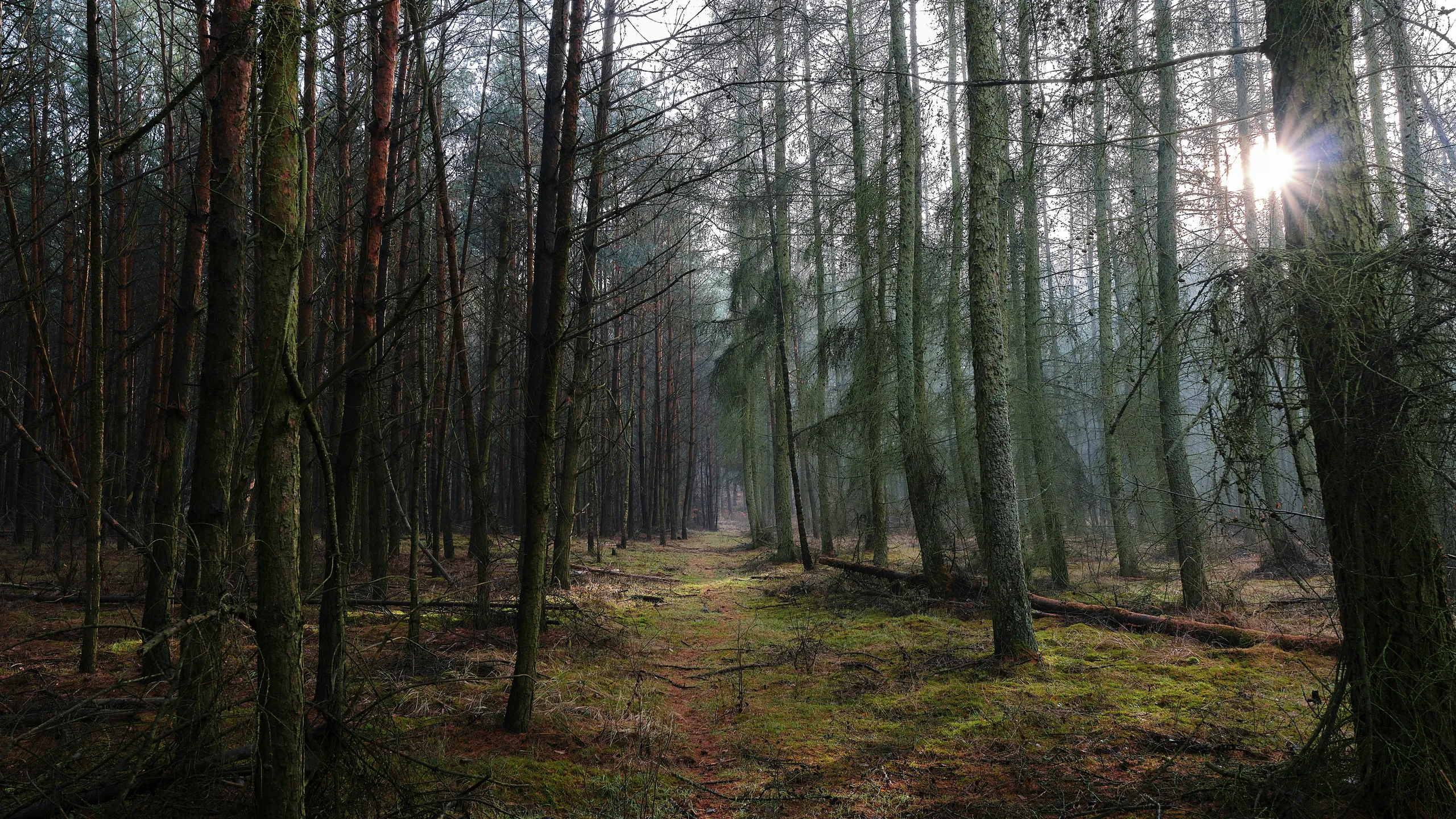 TrailFest - Cannock Chase Forest