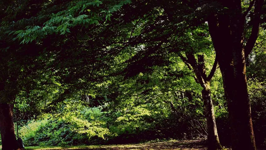Magna Carta Spring