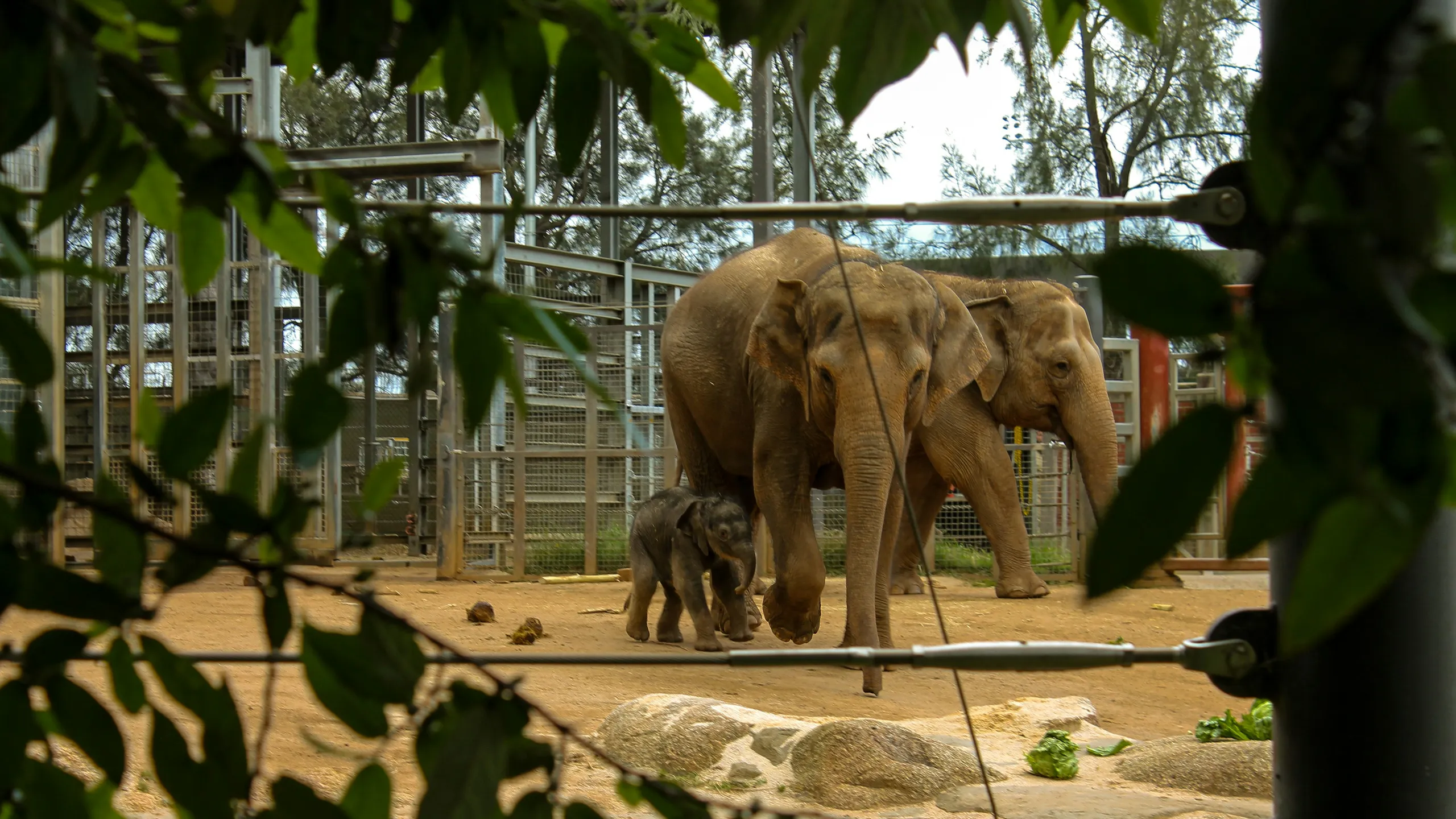 Sunset Series The Zoo