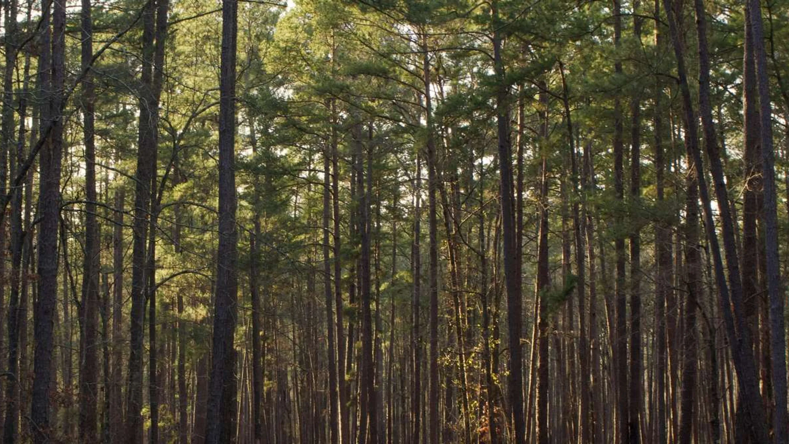 Aiken Trailblazer Half Marathon, 15k, 5k & Kids Fun Run at Stable View