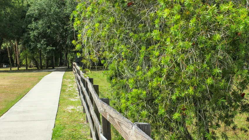 Central Florida Legends Marathon, Half Marathon and 5K 2025