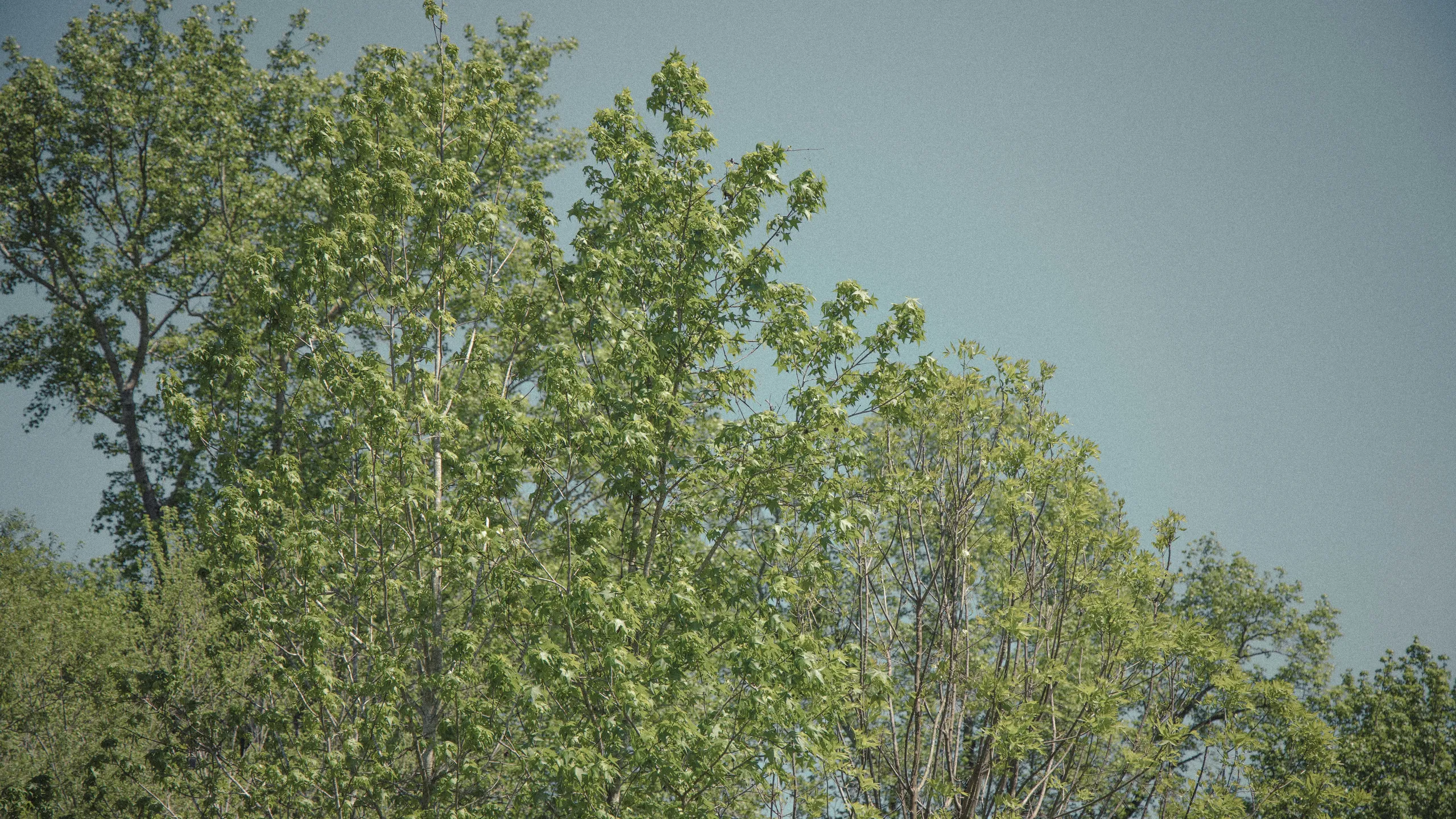 Augusta Half Marathon/10K/5K