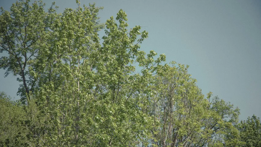 Augusta Half Marathon/10K/5K