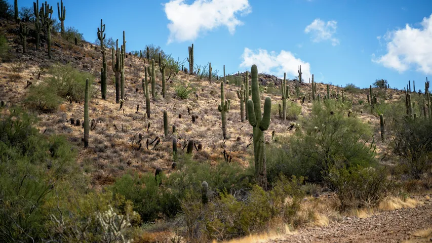 Copper Corridor Trail Runs